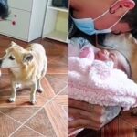 El tierno video viral de una perrita de 17 años conociendo a su hermanita humana recién nacida