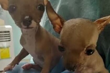 AMOR VERDADERO | Balsera cubana realizó travesía hasta Florida con sus tres cachorritos