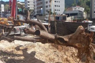 Vecinos del municipio El Hatillo criticaron la tala del emblemático Samán de El Cigarral +VIDEO