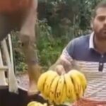 Investigarán a agricultores del video viral, botaron kilos de cambures a un río por falta de combustible para traslado