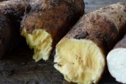 yuca