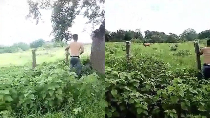 EN VIDEO | Intentaron tomar posesión de una finca disparando a las reses para amedrentar a los dueños y trabajadores