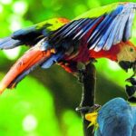 Rescatan a más de 370 aves de una red de tráfico de fauna silvestre en Lara