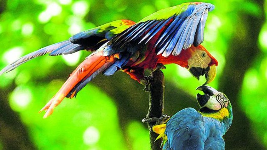 Rescatan a más de 370 aves de una red de tráfico de fauna silvestre en Lara