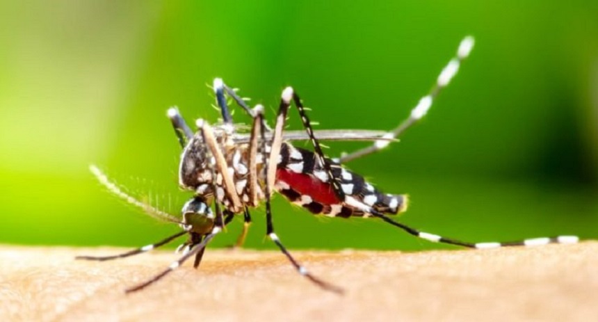 dengue