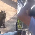 Oso de zoológico en China imita pasos de baile viral en TikTok y todo queda registrado en video