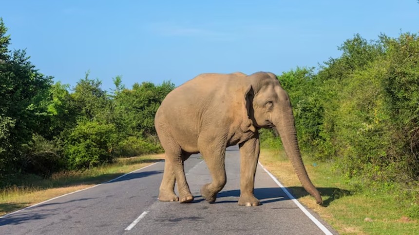 Turistas intentaron tomarse una selfie con un elefante en la India y terminaron perseguidos por el animal