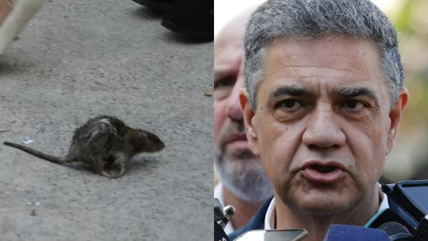 Una rata causó pánico en plena rueda de prensa ofrecida, este jueves 29 de febrero, por el jefe de Gobierno de la ciudad de Buenos Aires