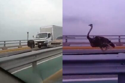 Viral: Tráfico colapsó en puente sobre lago de Maracaibo ¡por una avestruz en plena vía!