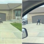 divertido video se hizo viral. En el mismo se muestra un policía tratando de capturar a un "cerdito fugitivo" en Grantsville, Utah (EEUU).  