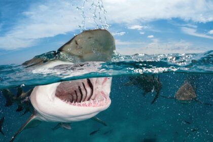 Una playa de California (EEUU) fue cerrado por las autoridades, tras el ataque a un surfista de parte de un tiburón al menos tres metros.