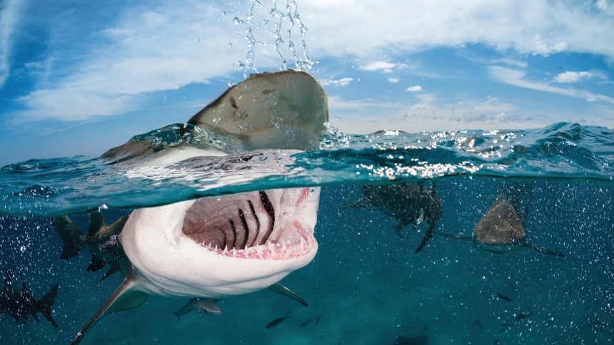 Una playa de California (EEUU) fue cerrado por las autoridades, tras el ataque a un surfista de parte de un tiburón al menos tres metros.