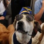 Aerolínea diseñada para perros operará en Chicago, en una experiencia que ya se vive en otras ciudades de EEUU.