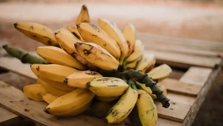 Una serpiente venenosa fue hallada en una caja de bananas en un supermercado de Manchester, New Hampshire (EEUU) el pasado sábado, 15 de febrero.  