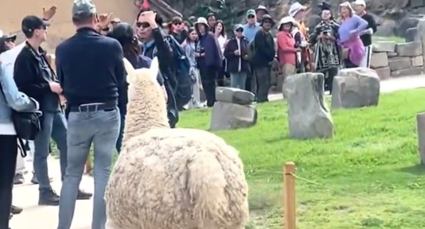 alpaca