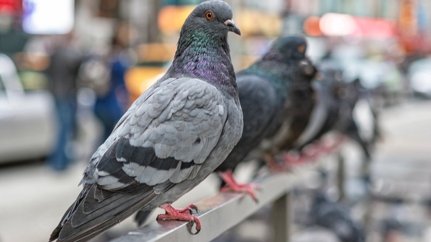 En Nueva York, una ciudad de EEUU donde las palomas son parte del paisaje urbano, ha salido a la luz un caso alarmante de tráfico ilegal de estas aves.  