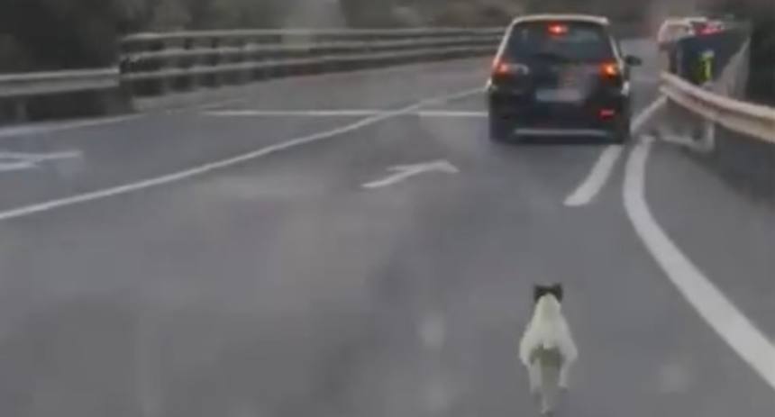 perrito