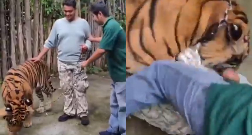 tigre