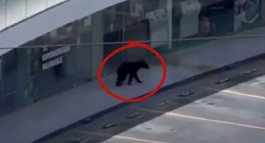 Oso
