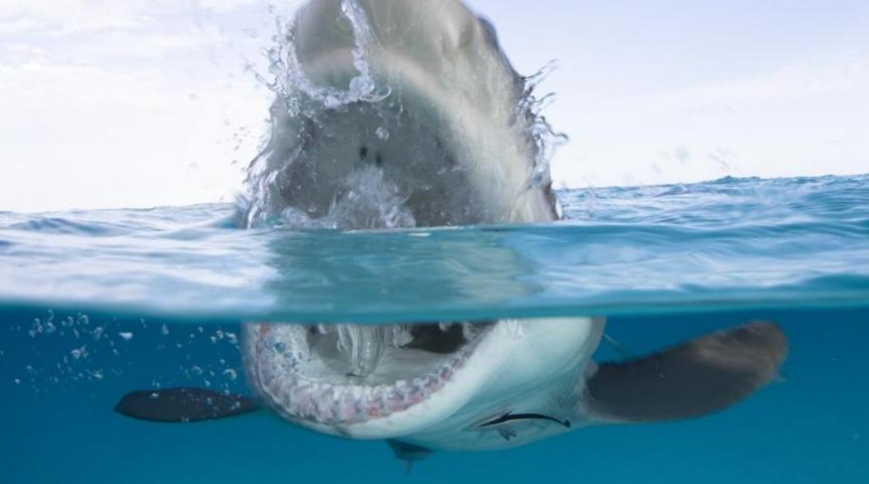 En las agitadas aguas de New Smyrna Beach, Florida (EEUU), un surfista vivió un momento tan insólito como cinematográfico: un tiburón emergió del mar, giró en el aire y lo golpeó directamente en el rostro.  