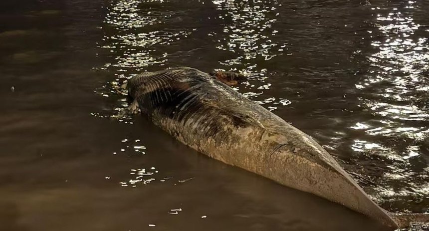 ballena