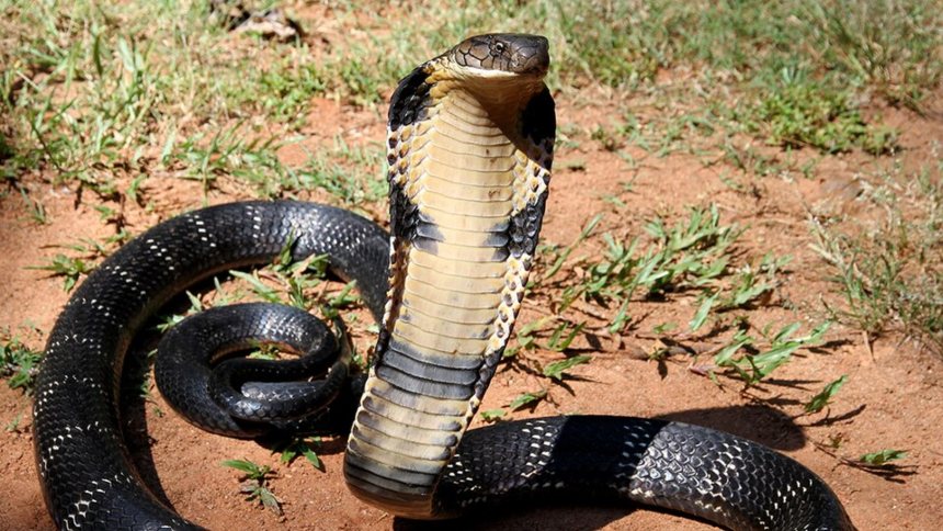 El niño que mató a mordiscos a una cobra venenosa y sobrevivirá para contarlo
