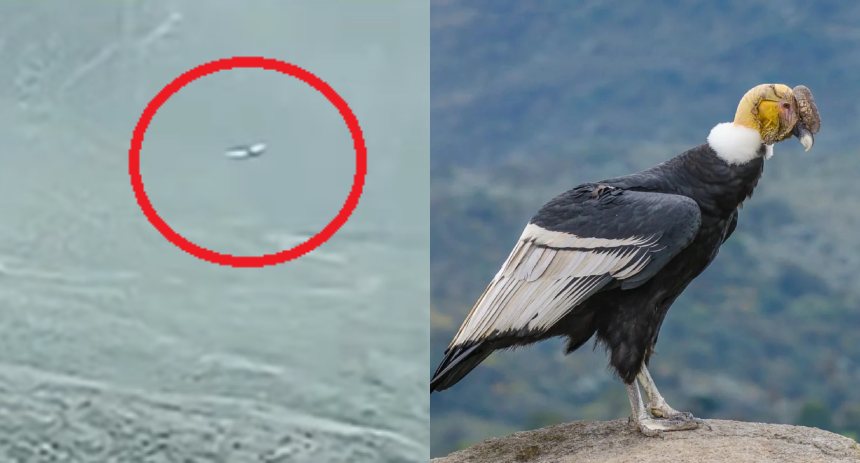 cóndor