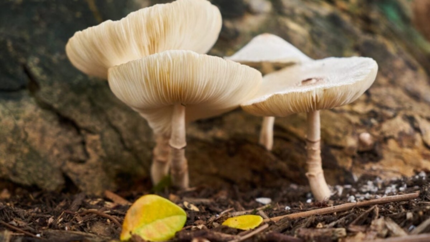 Un equipo de científicos de la Universidad de Jiangnan, en China, logró modificar genéticamente un hongo comestible para obtener una proteína con sabor similar a la carne, más nutritiva y con un impacto ambiental hasta un 61 % menor.  
