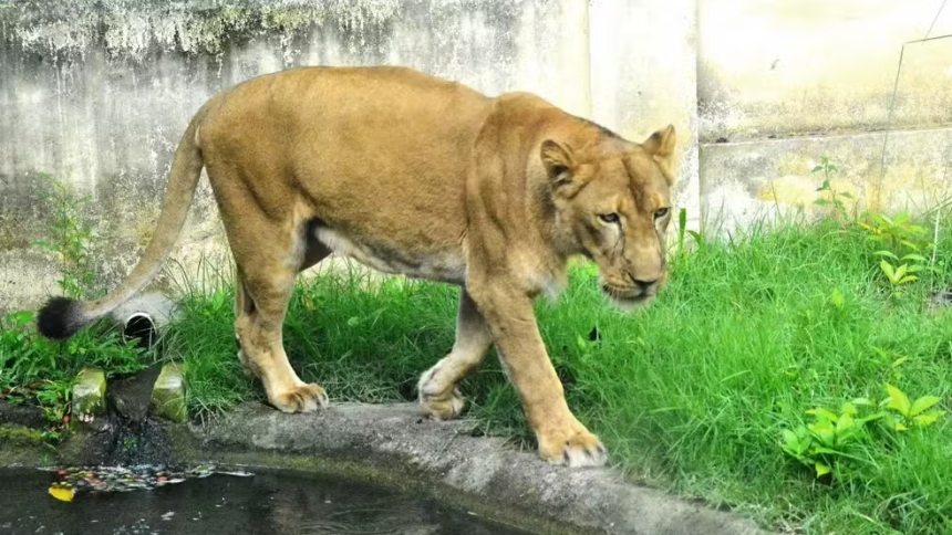 Un hombre muere tras invadir el recinto de una leona en un zoológico en Brasil