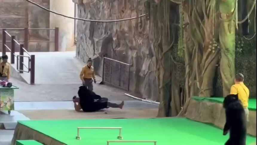 uidador fue atacado por un oso negro durante espectáculo de un parque en China